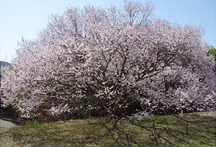 病院西側にあるエドヒガンさくら